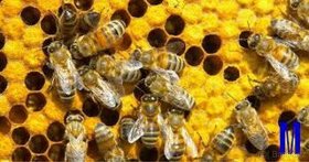 Včelý oddělky , včelstva