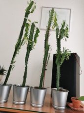 Kaktusy - 1