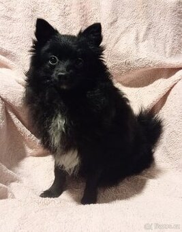 Pomeranian/ malý německý špic, fenečka.
