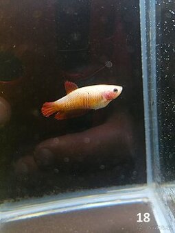 Betta Splendens - Betta bojovnice (Samice 18)