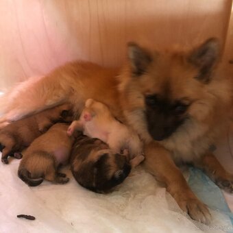 Pomeranian štěňátka
