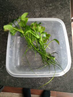 anubias