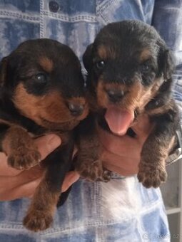 Erdelteriér- Airedale terrier, štěňata - 1