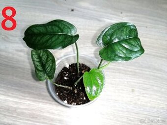 Monstera Siltepecana