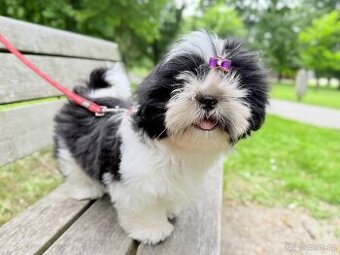 Shih-Tzu štěňatka - 1
