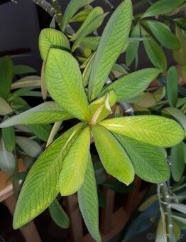 Gumovník (Euphorbia umbellata)- výška do 25 cm