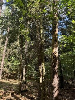 Prodám lesní pozemky v k.ú. Čepice