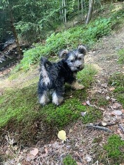 Yorkshire terrier