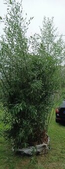 Bambus-Phyllostachys bissetti