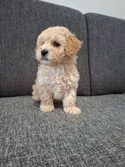 Maltipoo