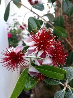 Acca Sellowiana, Feijoa, stromky, subtropické rostliny