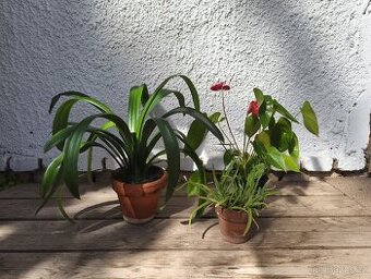 Klivie,Anturie,Aloe Vera - cena za všechny