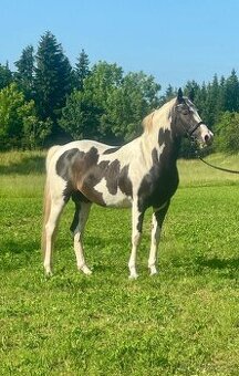 Připouštění Lupo 2250 Velkopolský kůň