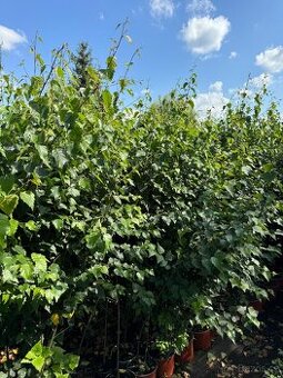 Bříza bělokorá kontejnerovaná 180-200 cm