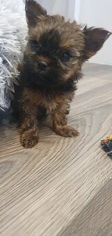 Jorkšírský teriér bez PP