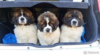 Moskevský strážní pes - ABAKTER