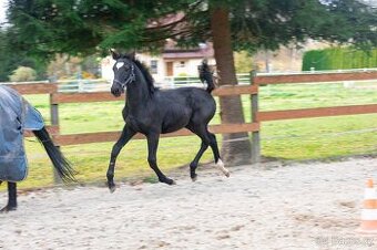 Hřebeček po Warness ZH z matky po Tallman