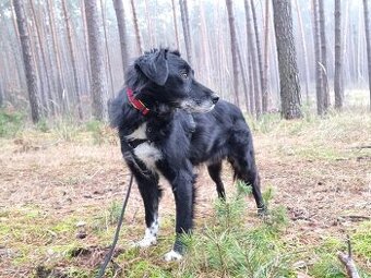 DENY K ADOPCI - přátelský něžný mazel