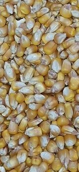 Krmná kukuřice zrno