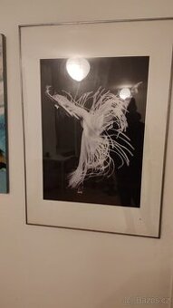 Prodám obraz, reprodukce umělecké fotografie