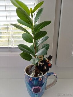 Fikus rostlina v keram.kvwtinaci a kominik