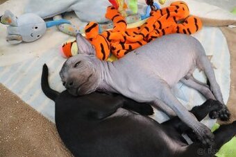 Mexický naháč miniatura FCI s PP nahý a chlupatý po šampióno