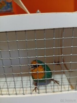 Amada papouščí červenohlavá, drobot