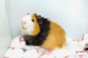 Morče, Morčata, Morčátko, Morčátka - KEVIN