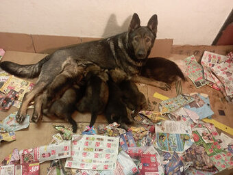 Německý ovčák štěnata s PP - 1