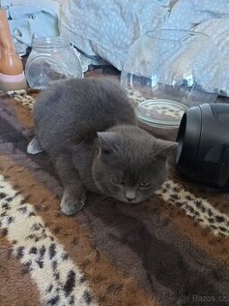 Kocorek modro šedý