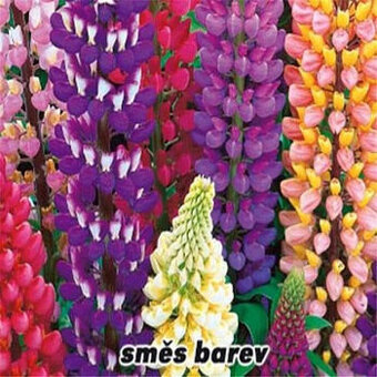 trvalka - LUPINA (Vlčí bob) - - viz text a fota