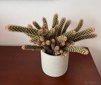 Kaktus v květináči