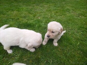 Štěňátka Zlatý retrívr