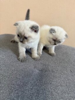 Skotské klapouchá koťata