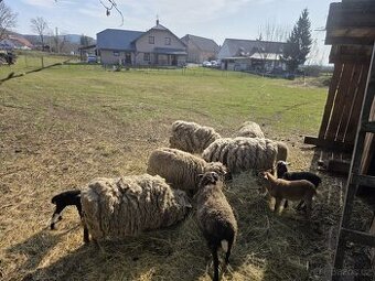 prodám 5 ovcí
