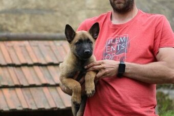 Belgický ovčák malinois s PP