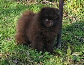 Pomeranian hnedý a čierny - 1