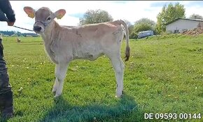 Plemenné jalovičky BROWNSWISS - 1