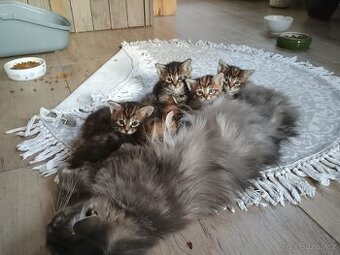 Mainska mývalí koťata - kříženci