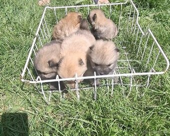 Pomerian mini