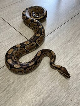 Krajta královská, samice 6 let, 130cm, včetně terária