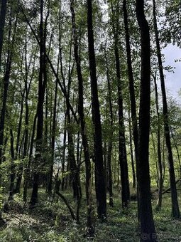 Prodám pozemky v k.ú. Dobrnice