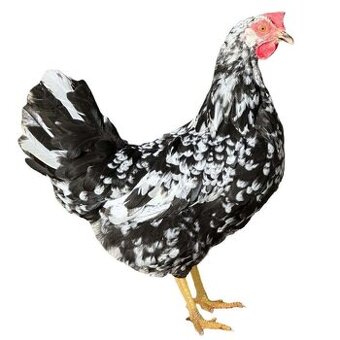 Leghorn D601