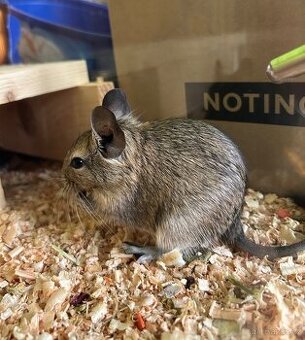 Osmák degu mláďata