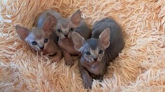 Sphynx koťatks s PP