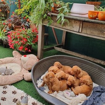 Maďarský ohař krátkosrstý s PP