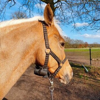 Birth Alarm pro březí kobyly