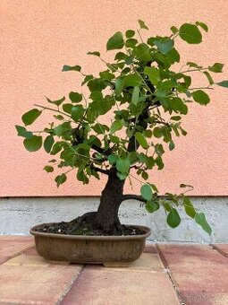 Bonsai, Bonsaj, mahalebka, solitéra