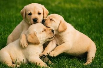 šteniatka labrador a IHNED