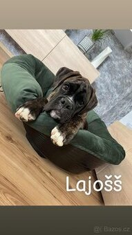 Nemecký boxer šteniatka (psíkovia) s PP